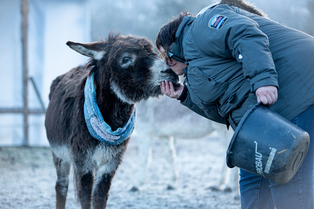 Gutscheinmotive für eine Esel-Wanderung auf dem Schwillehof. Zu zweit oder mit der ganzen Familie. Eine wirklich gute Idee! Auch als Geschenk.