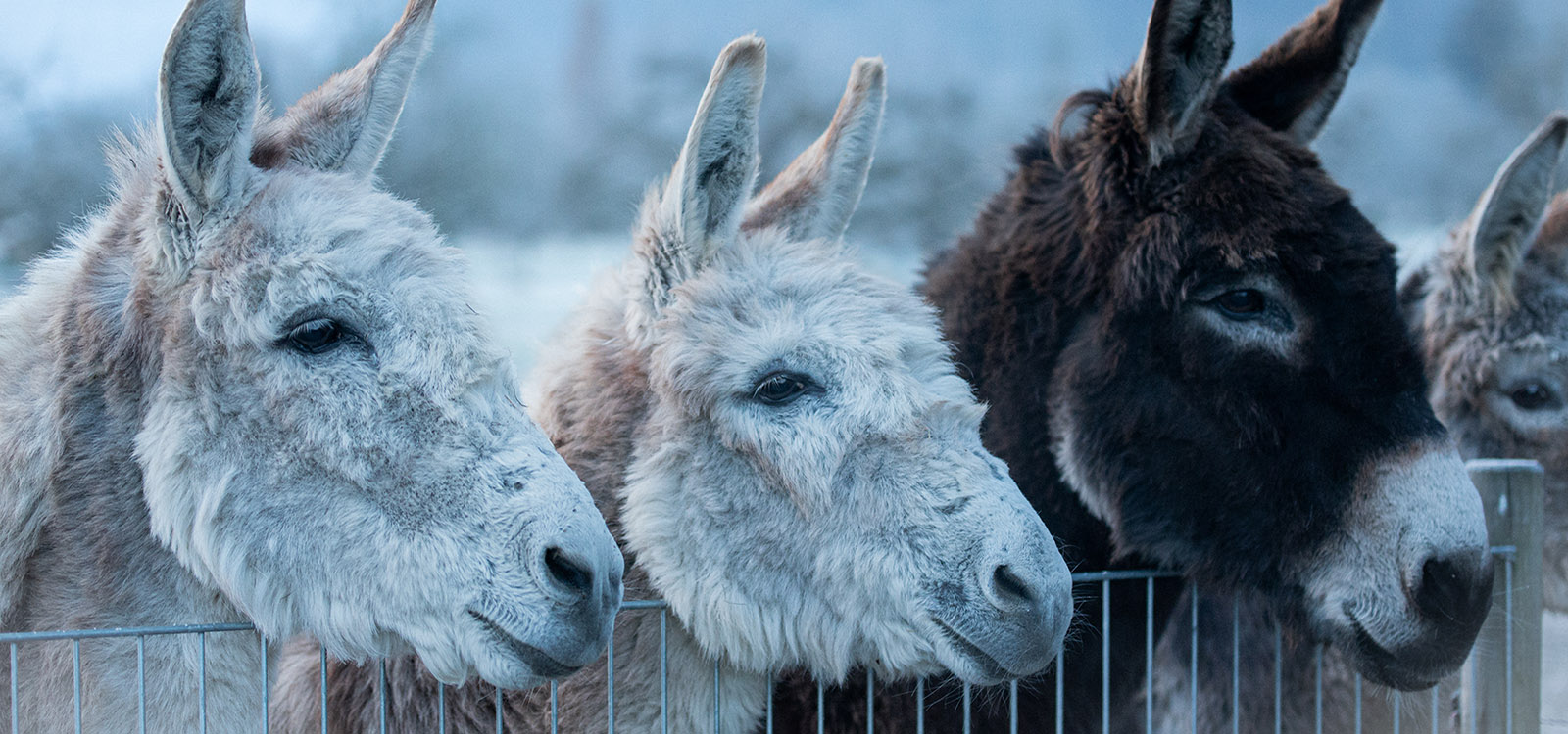 Die Esel auf dem Schwillehof freuen sich auch im Winter auf dich